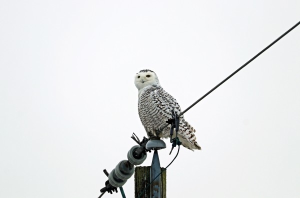 Agitated Snowy Owl by Deb Oppermann